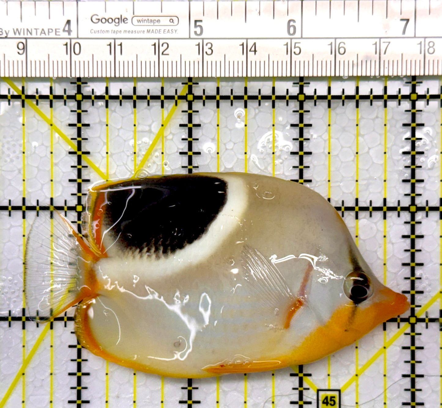 Saddleback Butterflyfish SB111101 WYSIWYG Size: L 3.5"