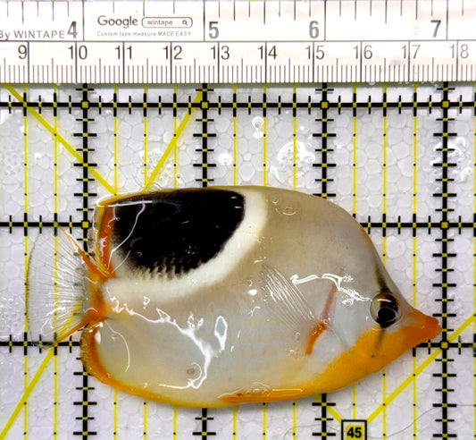 Saddleback Butterflyfish SB111101 WYSIWYG Size: L 3.5"