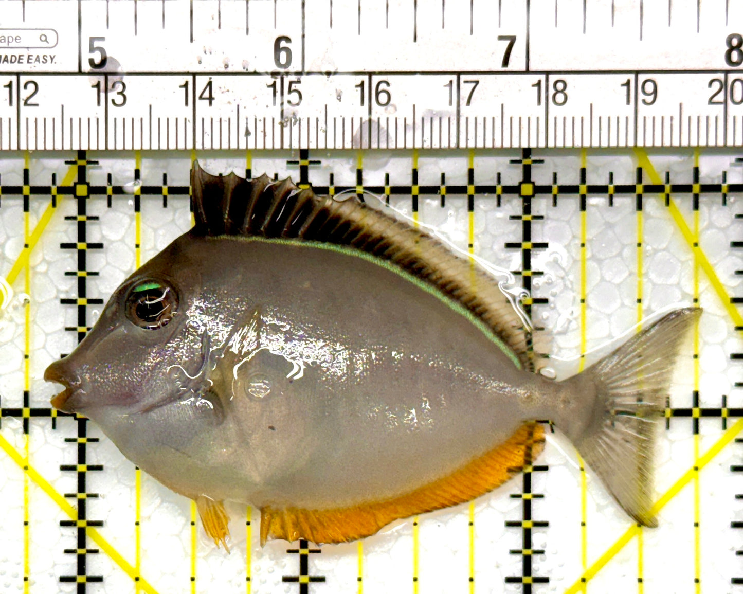 Naso Tang NT111007 WYSIWYG Size: S 3"