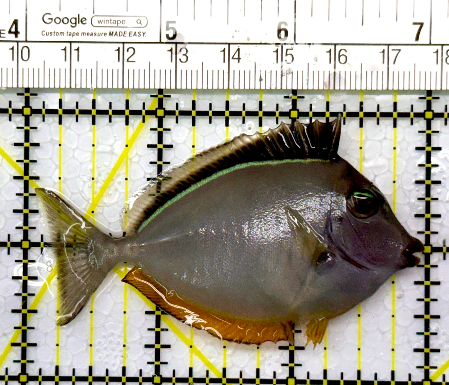 Naso Tang NT111007 WYSIWYG Size: S 3"