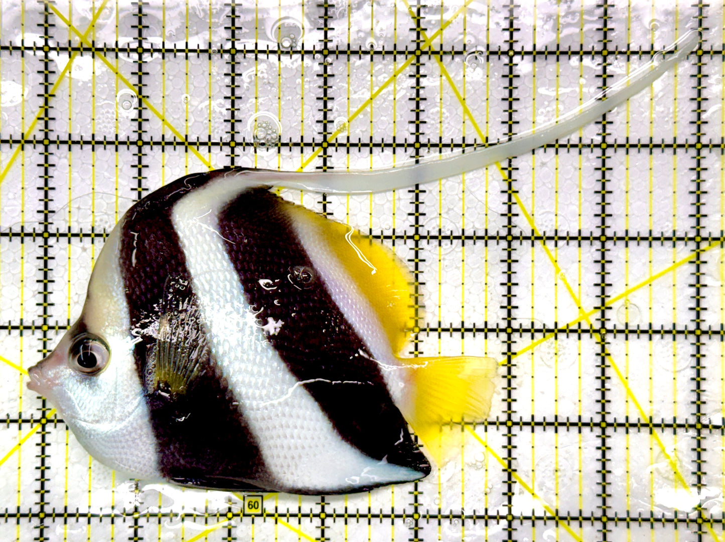Heniochus Butterflyfish HB111102 WYSIWYG Size: L 5"