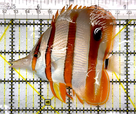 Copperband Butterflyfish CB111005 WYSIWYG Size: L 4"