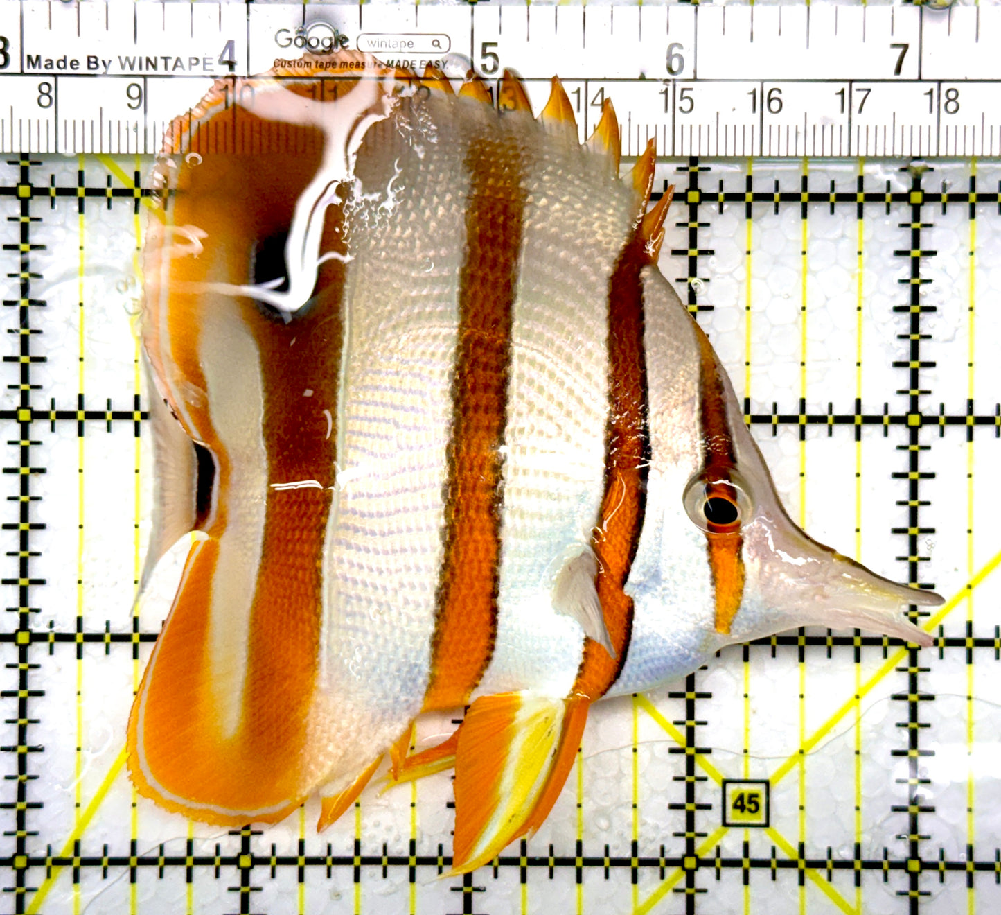 Copperband Butterflyfish CB111005 WYSIWYG Size: L 4"