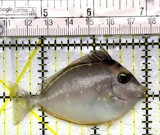 Naso Tang NT111008 WYSIWYG Size: S 2.75"