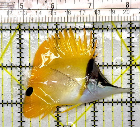 Yellow Longnose Butterflyfish YLB111102 WYSIWYG Size: M 3.25"