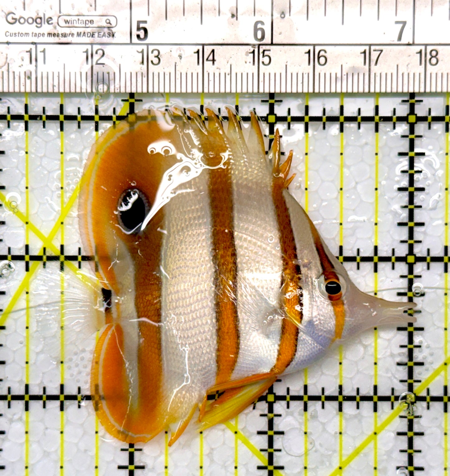 Copperband Butterflyfish CB111006 WYSIWYG Size: M 2.75"