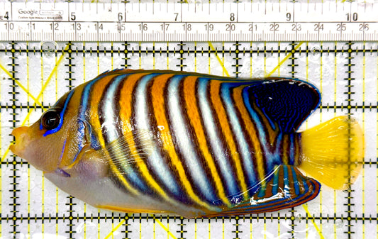 Regal Angelfish RA111003 WYSIWYG Size: XXL/SHOW 6.5"