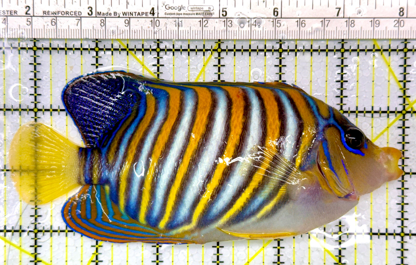 Regal Angelfish RA111003 WYSIWYG Size: XXL/SHOW 6.5"