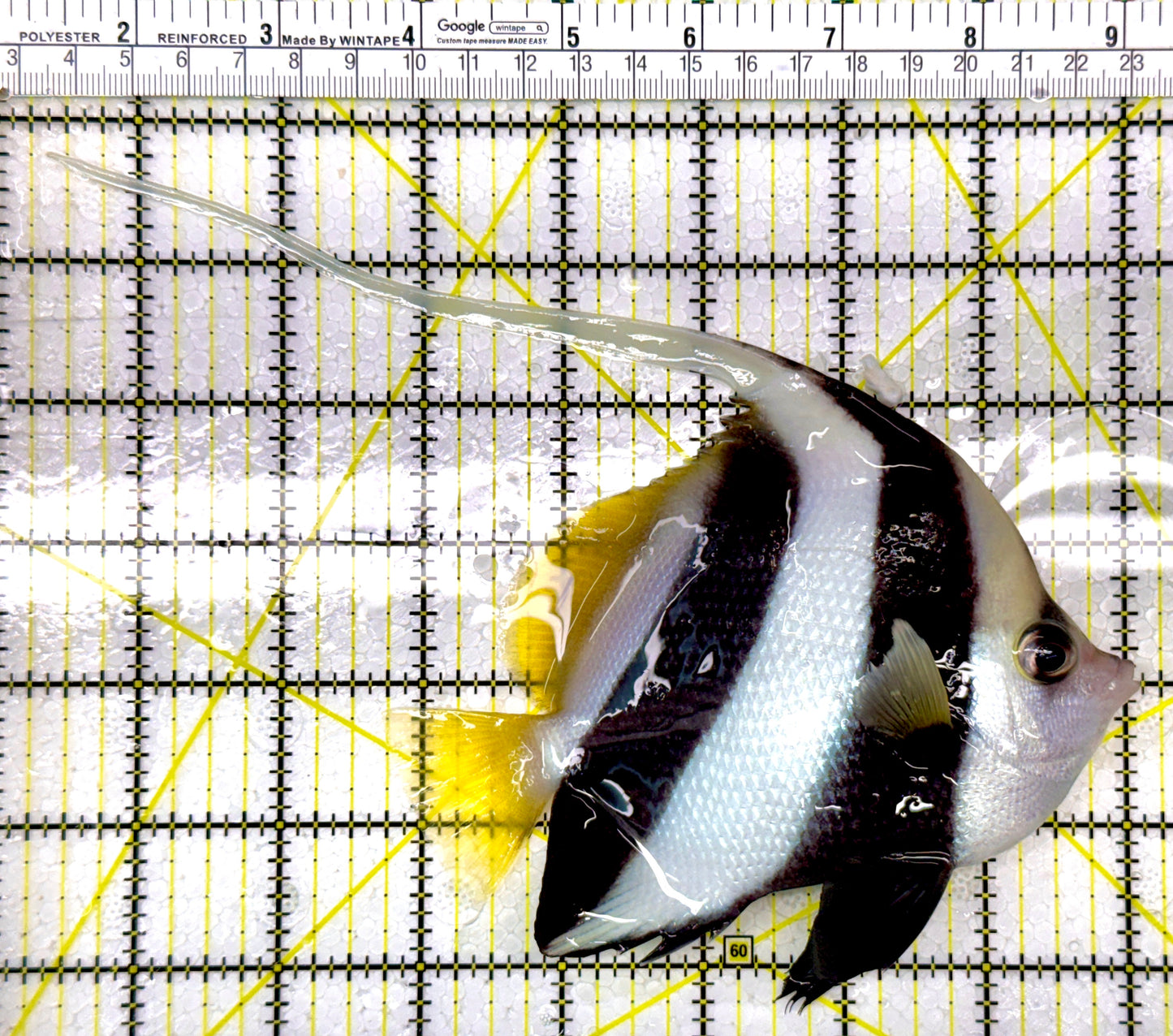 Heniochus Butterflyfish HB111101 WYSIWYG Size: XL 5.5"