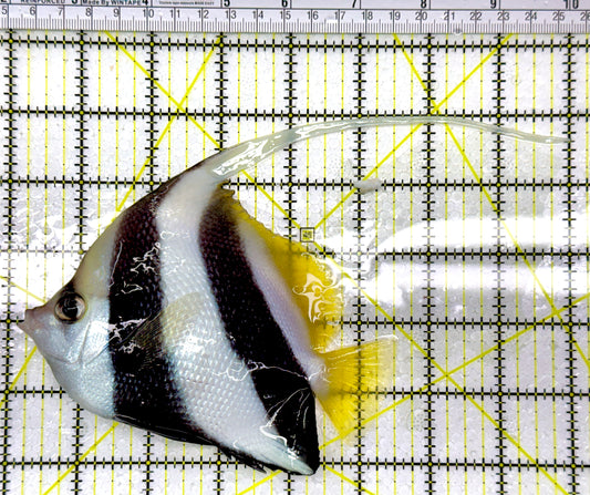 Heniochus Butterflyfish HB111101 WYSIWYG Size: XL 5.5"