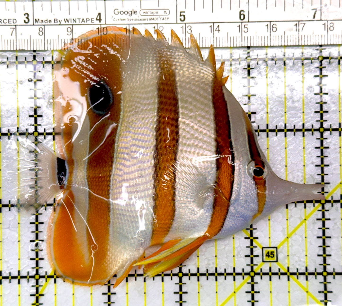 Copperband Butterflyfish CB111007 WYSIWYG Size: XL 4.5"