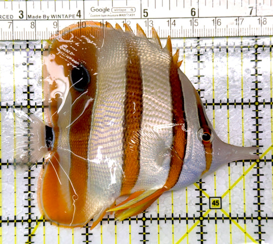 Copperband Butterflyfish CB111007 WYSIWYG Size: XL 4.5"