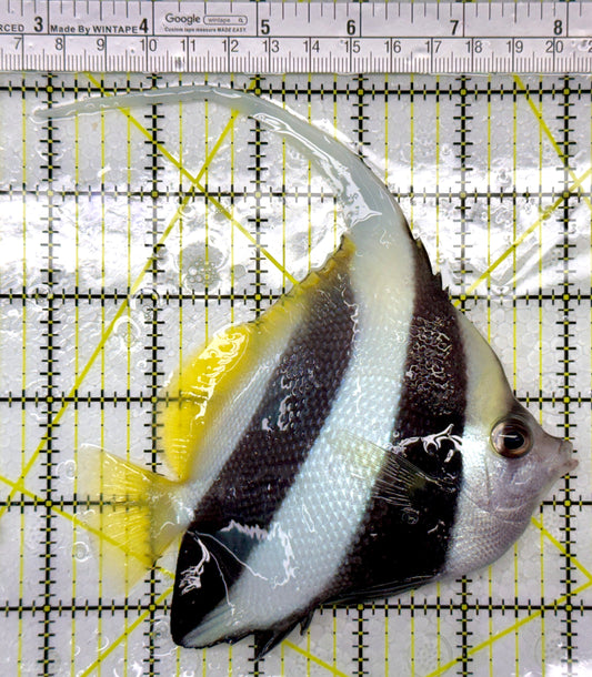 Heniochus Butterflyfish HB111103 WYSIWYG Size: L 4.75"