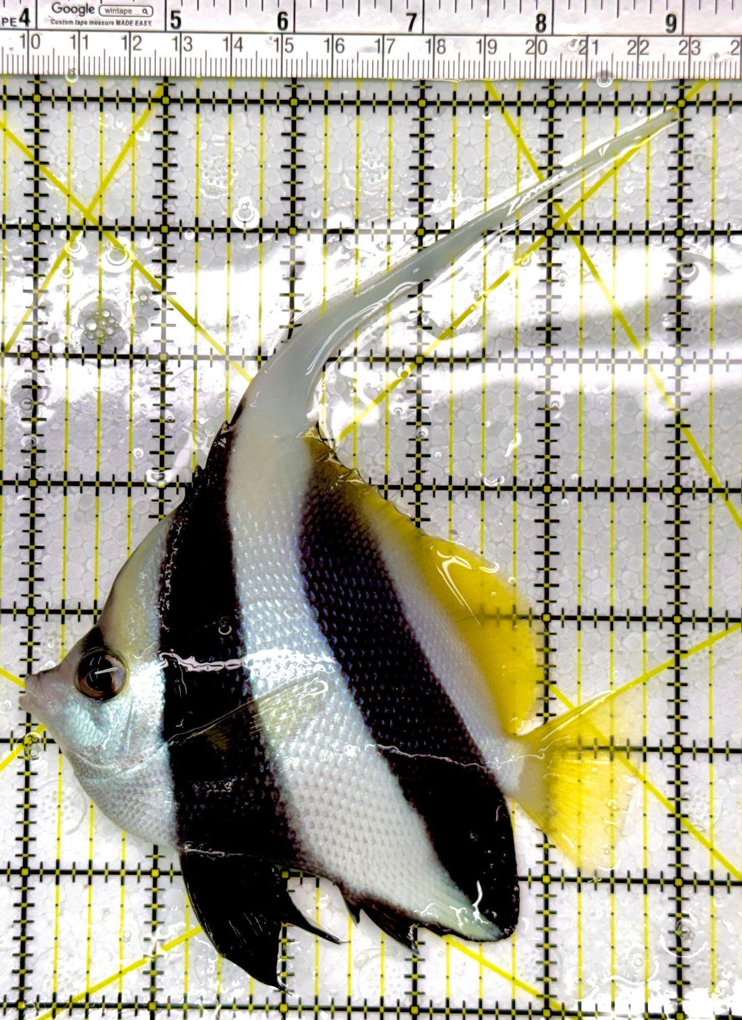 Heniochus Butterflyfish HB111103 WYSIWYG Size: L 4.75"