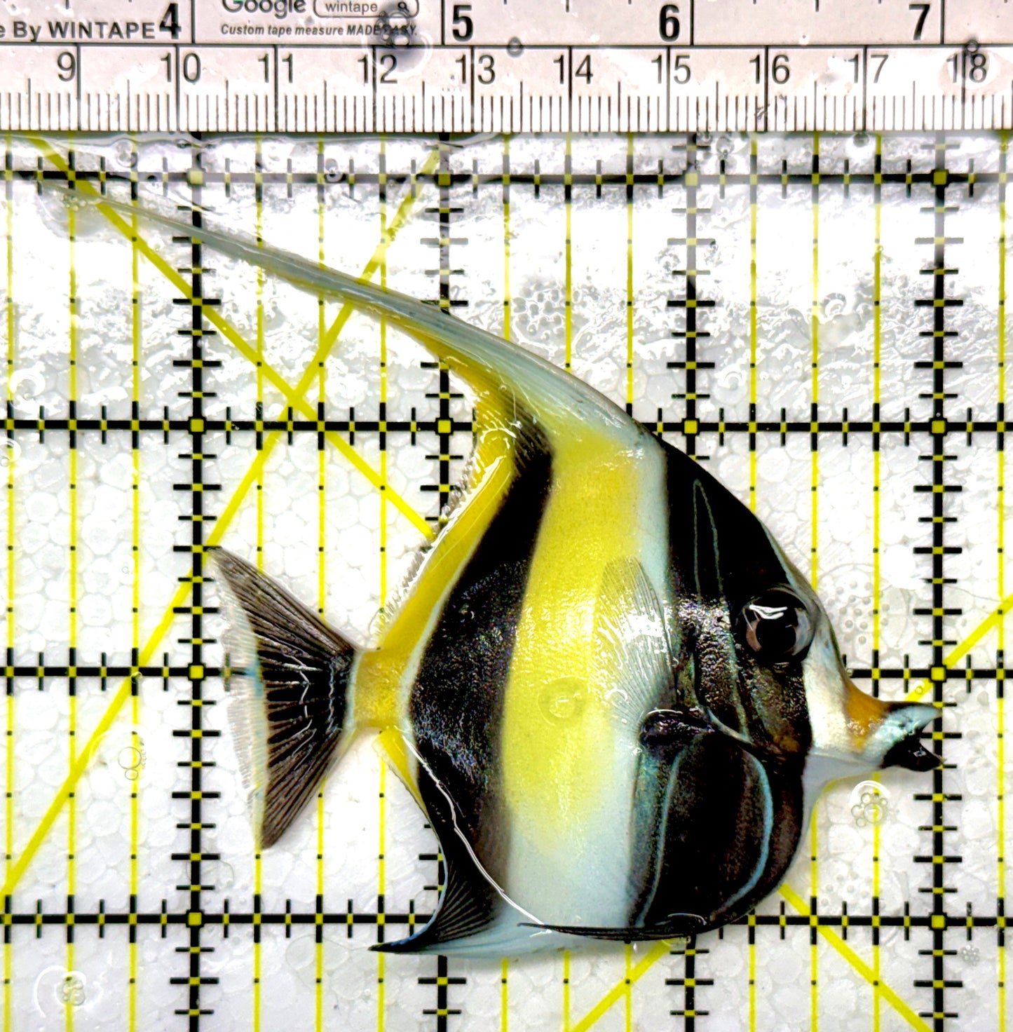 Moorish Idol MI111101 WYSIWYG Size: M 3.5"
