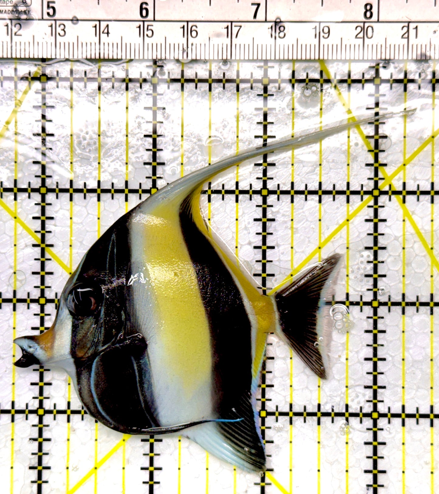 Moorish Idol MI111101 WYSIWYG Size: M 3.5"