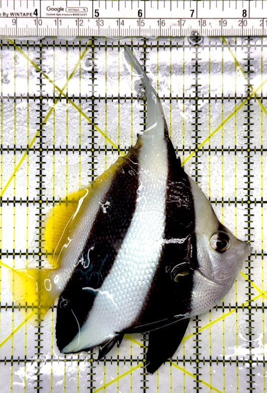 Heniochus Butterflyfish HB111104 WYSIWYG Size: L 4.5"
