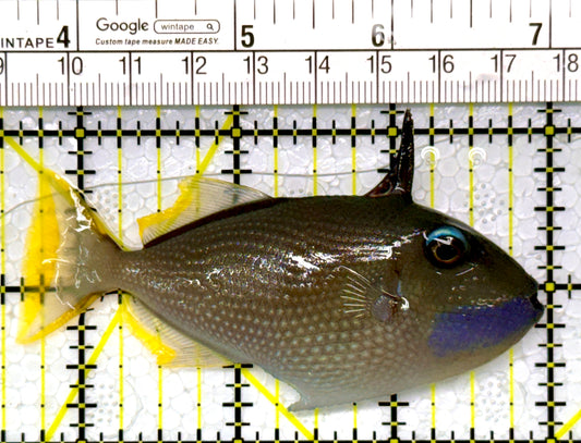 Male Blue Throat Triggerfish (Reefsafe) MBTT111101 WYSIWYG Size: M 3.25"
