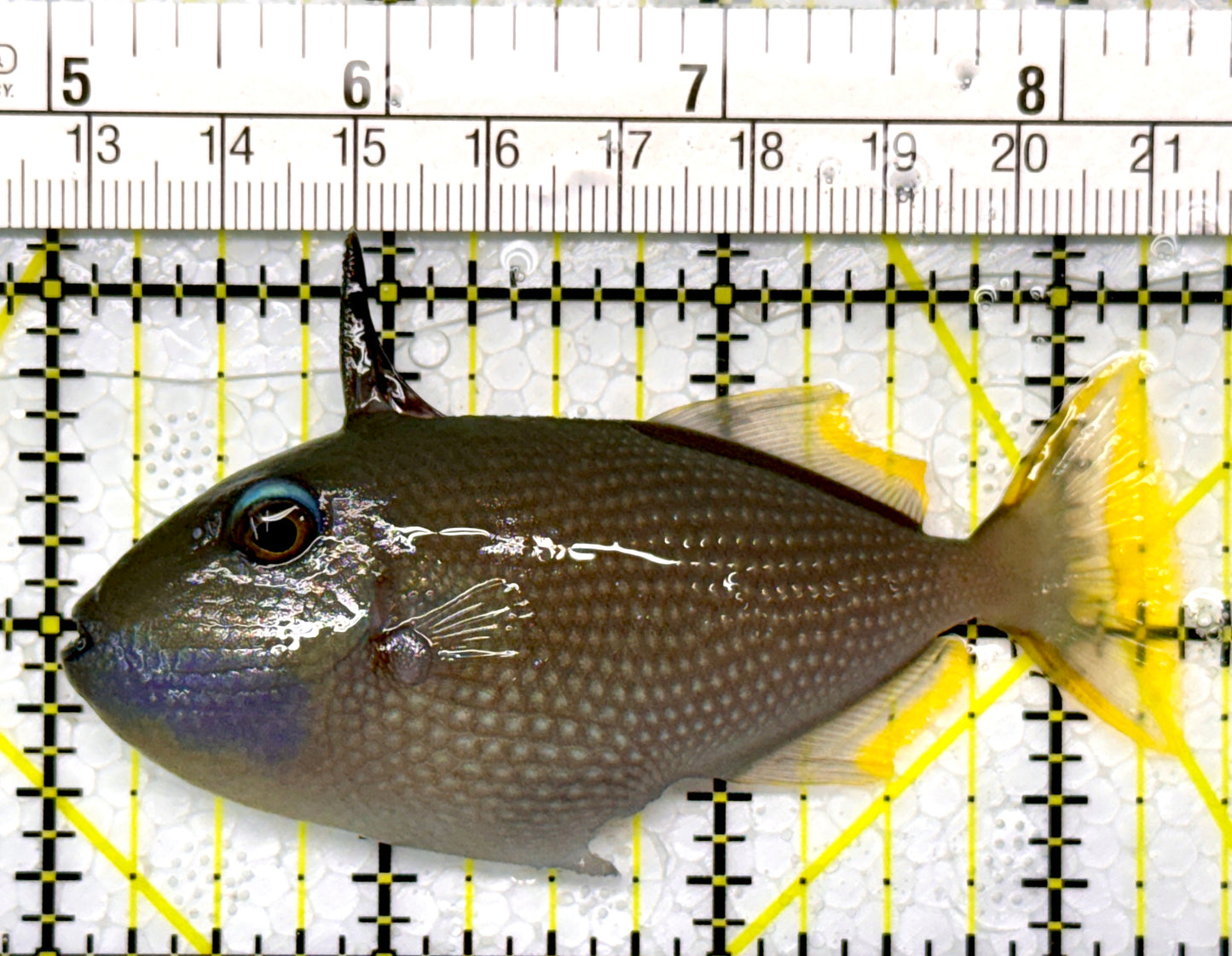 Male Blue Throat Triggerfish (Reefsafe) MBTT111101 WYSIWYG Size: M 3.25"