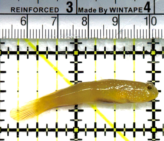 Yellow Watchman Goby YWG100701 WYSIWYG Size: S 2" approx