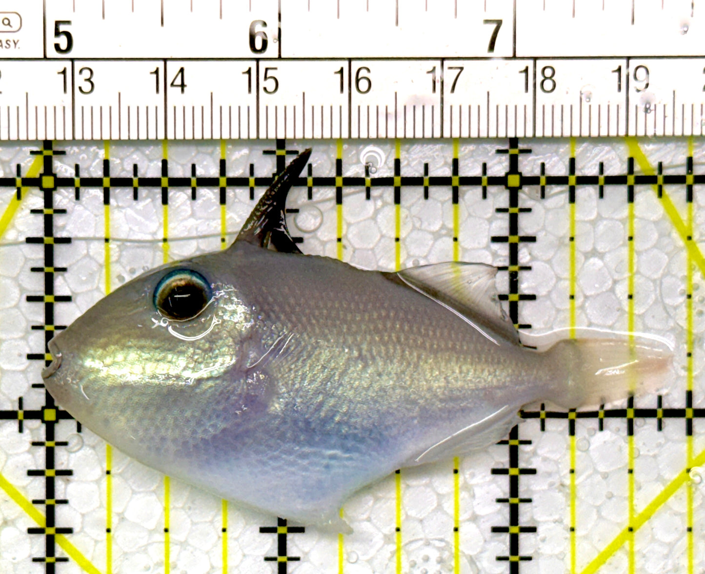 Goldenback Triggerfish GT111101 WYSIWYG Size: M Juvenile 2.75"