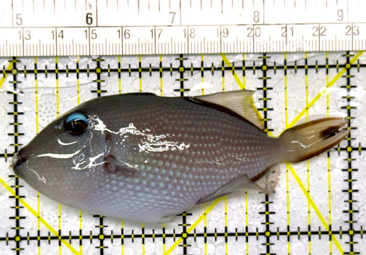 Female Blue Throat Triggerfish (Reefsafe) FBTT111101 WYSIWYG Size: M 4"