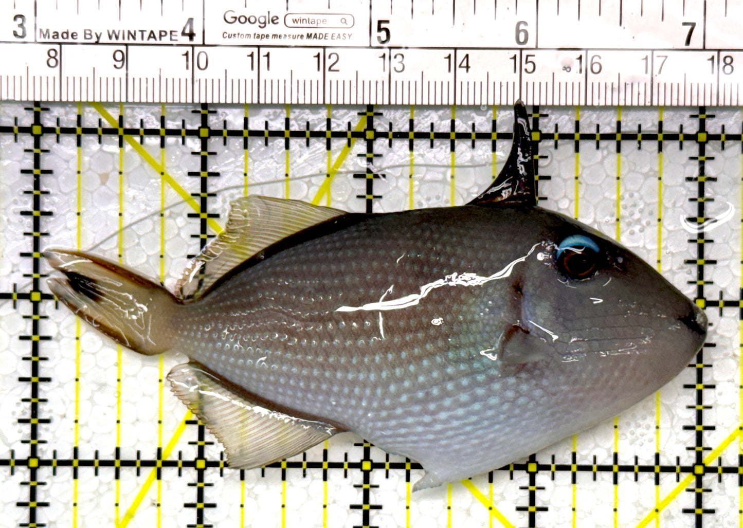 Female Blue Throat Triggerfish (Reefsafe) FBTT111101 WYSIWYG Size: M 4"