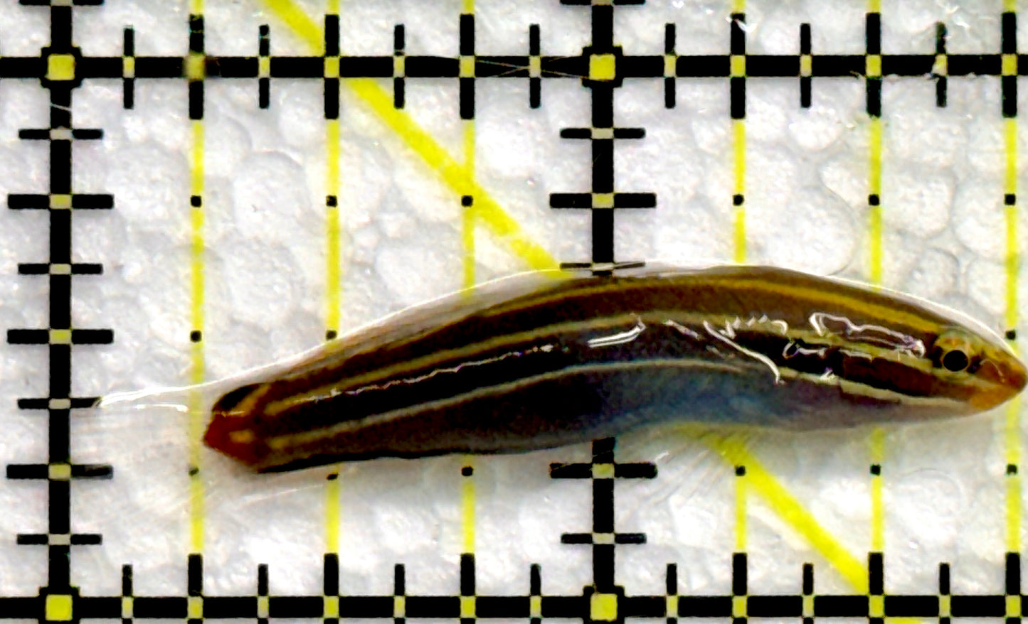 Hector's Goby HG100501 WYSIWYG Size: 1.75"