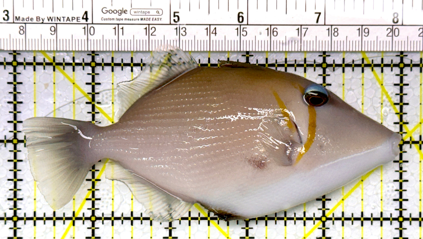 Lei Boomerang Triggerfish LBT111101 WYSIWYG Size: L 5"