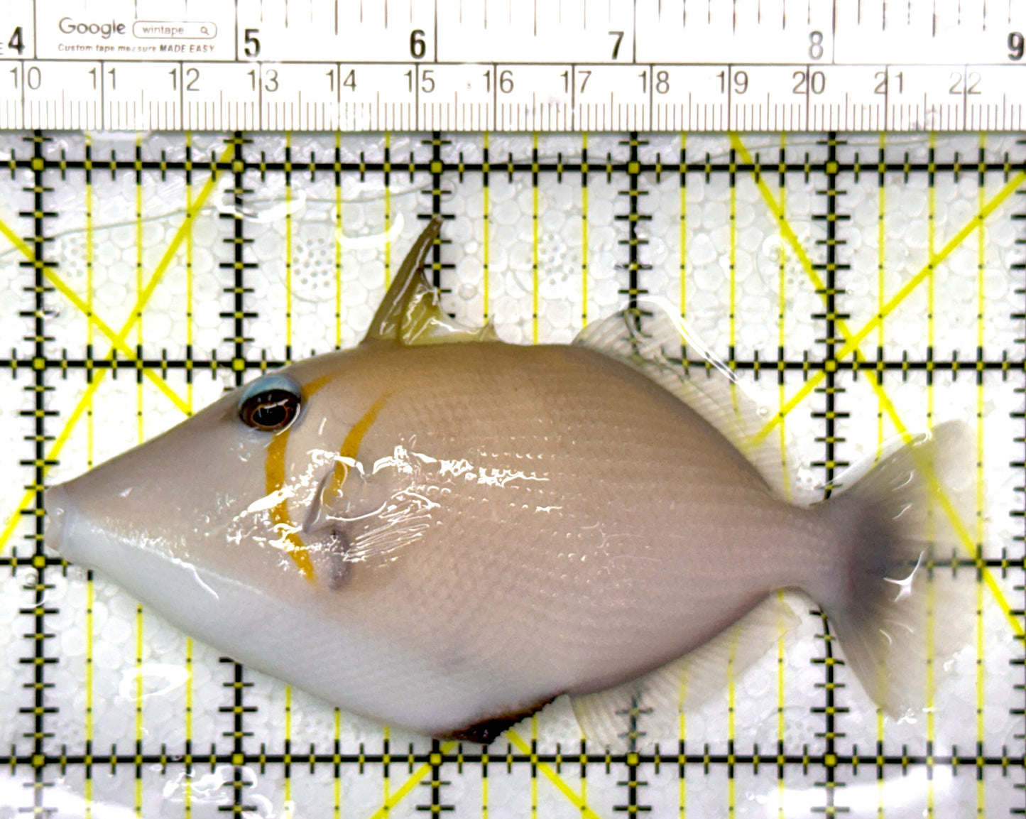 Lei Boomerang Triggerfish LBT111101 WYSIWYG Size: L 5"