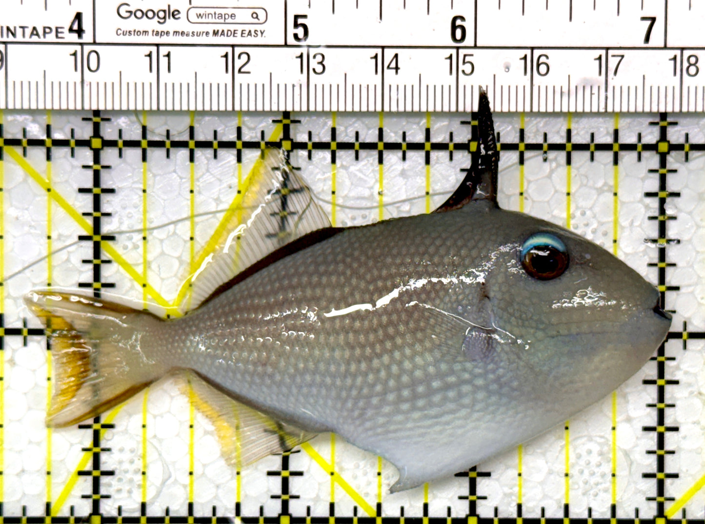 Female Blue Throat Triggerfish (Reefsafe) FBTT111102 WYSIWYG Size: M 3.25"