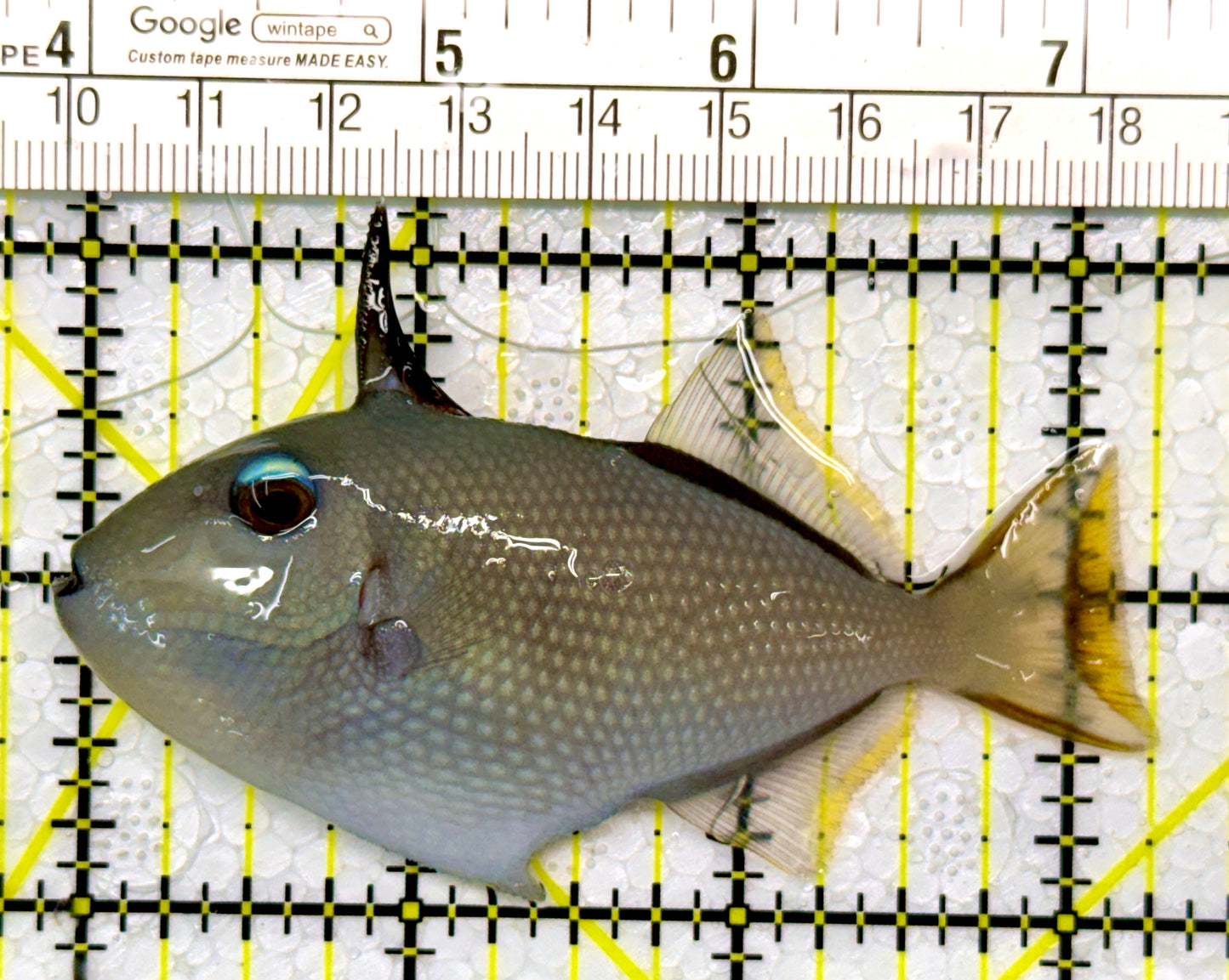 Female Blue Throat Triggerfish (Reefsafe) FBTT111102 WYSIWYG Size: M 3.25"