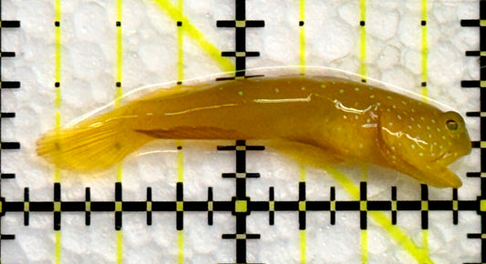 Yellow Watchman Goby YWG100501 WYSIWYG Size: 1.75"