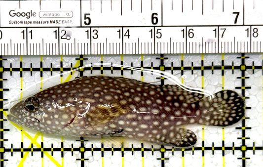 White Spotted Grouper WSG111004 WYSIWYG Size: M 3"