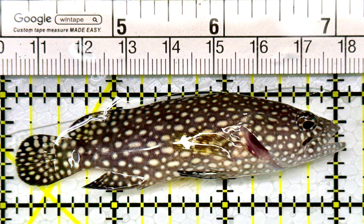 White Spotted Grouper WSG111004 WYSIWYG Size: M 3"