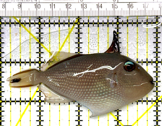 Female Blue Throat Triggerfish (Reefsafe) FBTT111103 WYSIWYG Size: M 3.75"
