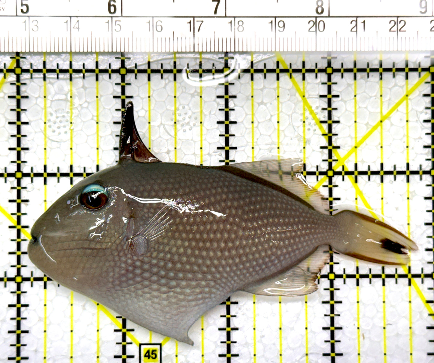 Female Blue Throat Triggerfish (Reefsafe) FBTT111103 WYSIWYG Size: M 3.75"