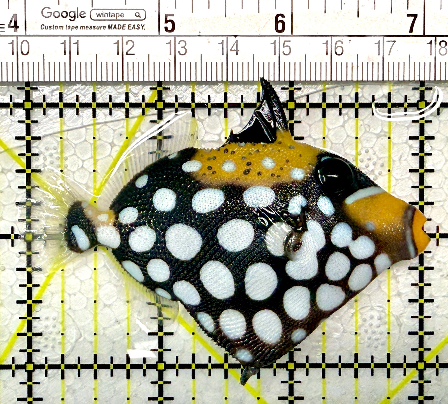 Clown Triggerfish CT111101 WYSIWYG Size: SM 3"