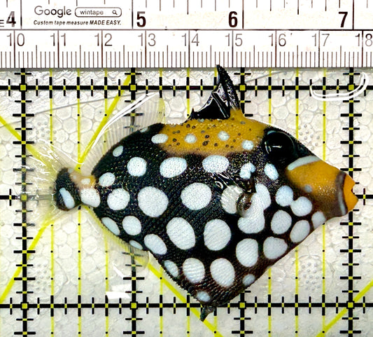 Clown Triggerfish CT111101 WYSIWYG Size: SM 3"