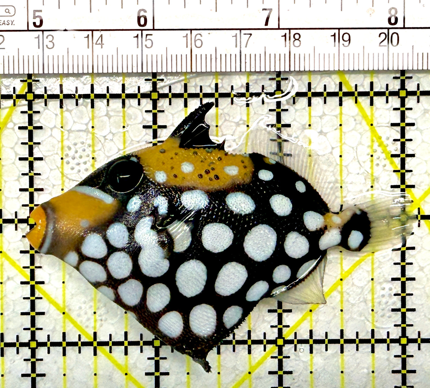 Clown Triggerfish CT111101 WYSIWYG Size: SM 3"