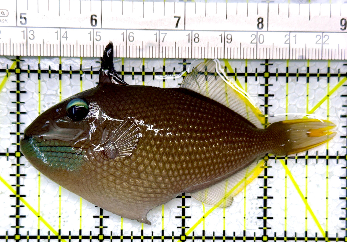 Male Blue Throat Triggerfish (Reefsafe) MBTT111102 WYSIWYG Size: M 3.75"