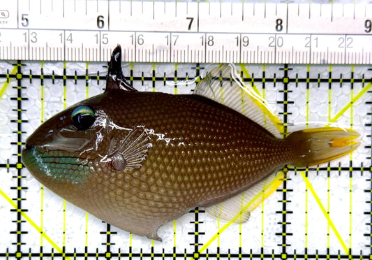 Male Blue Throat Triggerfish (Reefsafe) MBTT111102 WYSIWYG Size: M 3.75"