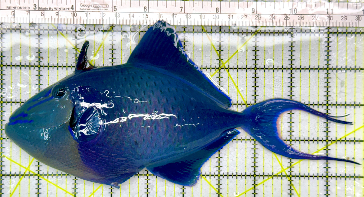 Niger Triggerfish NT111102 WYSIWYG Size: XXXL/SHOW 9.75"