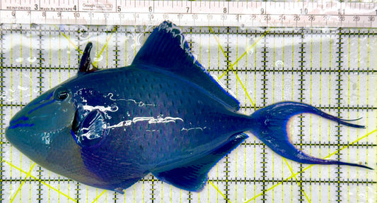 Niger Triggerfish NT111102 WYSIWYG Size: XXXL/SHOW 9.75"