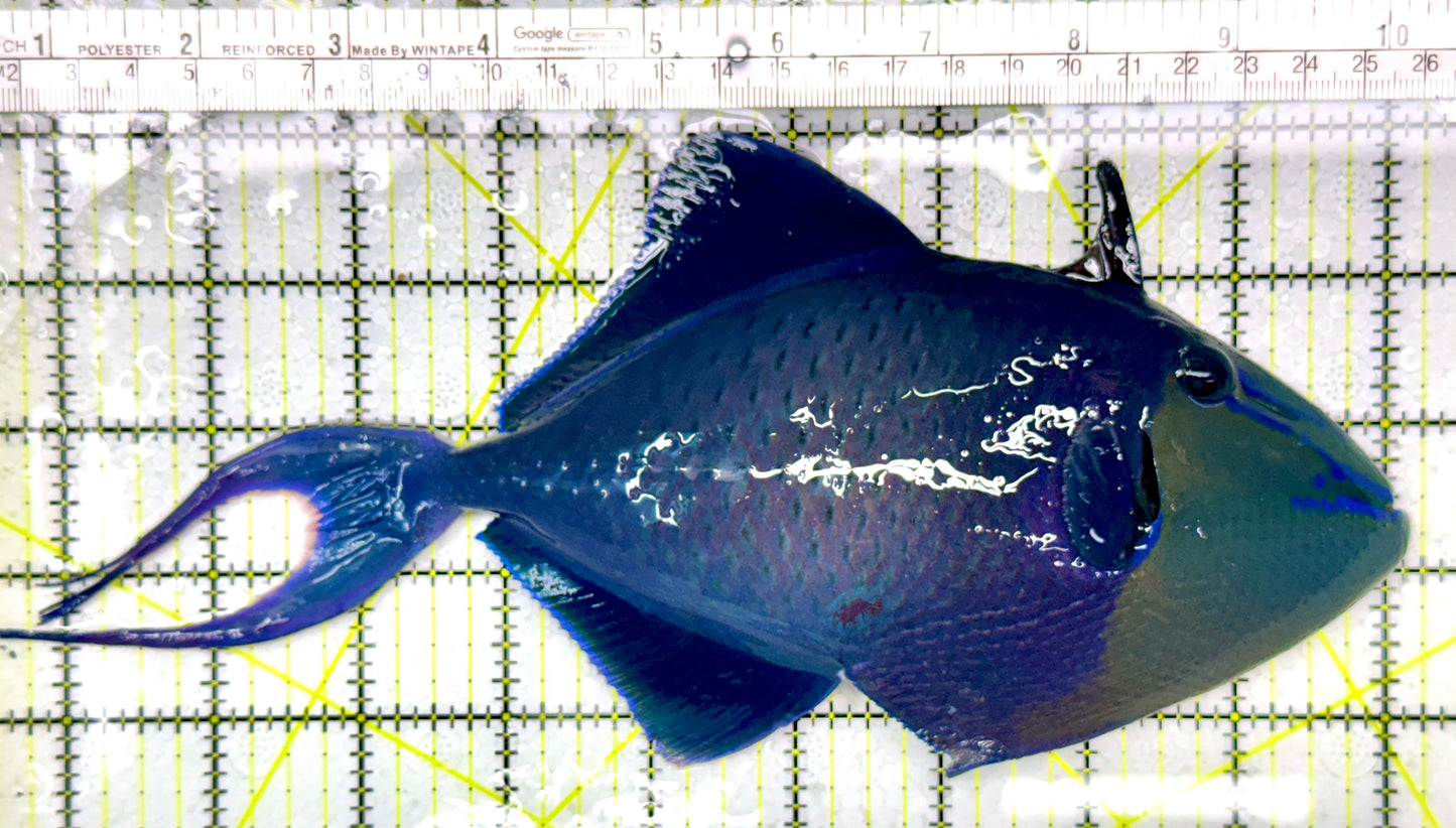 Niger Triggerfish NT111102 WYSIWYG Size: XXXL/SHOW 9.75"