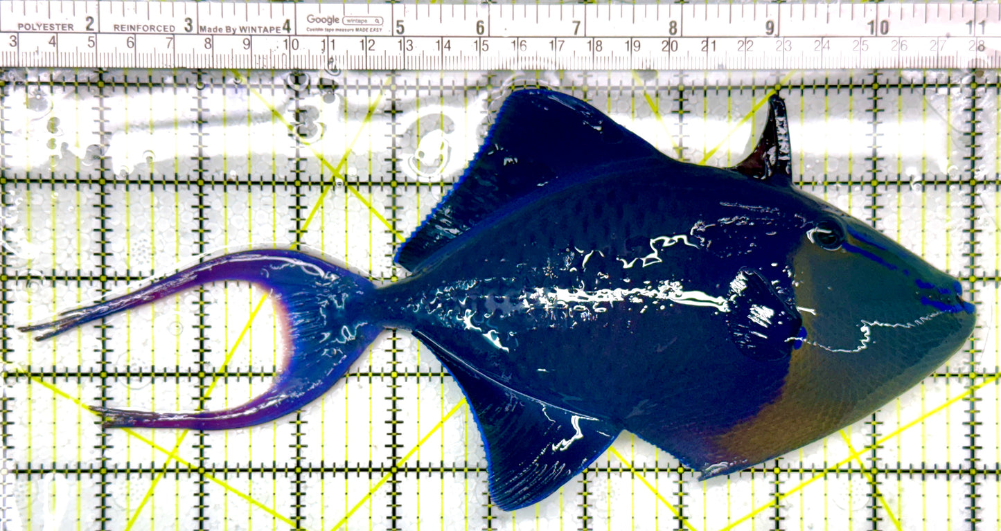 Niger Triggerfish NT111103 WYSIWYG Size: XXXL/SHOW 9.5"
