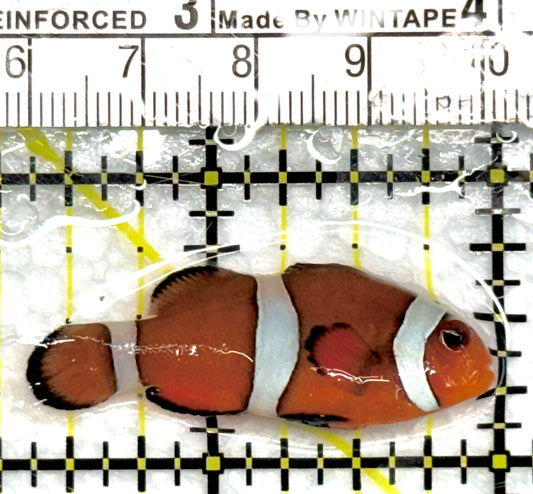 Ocellaris Clownfish OC100701 WYSIWYG Size: M 1.75" approx