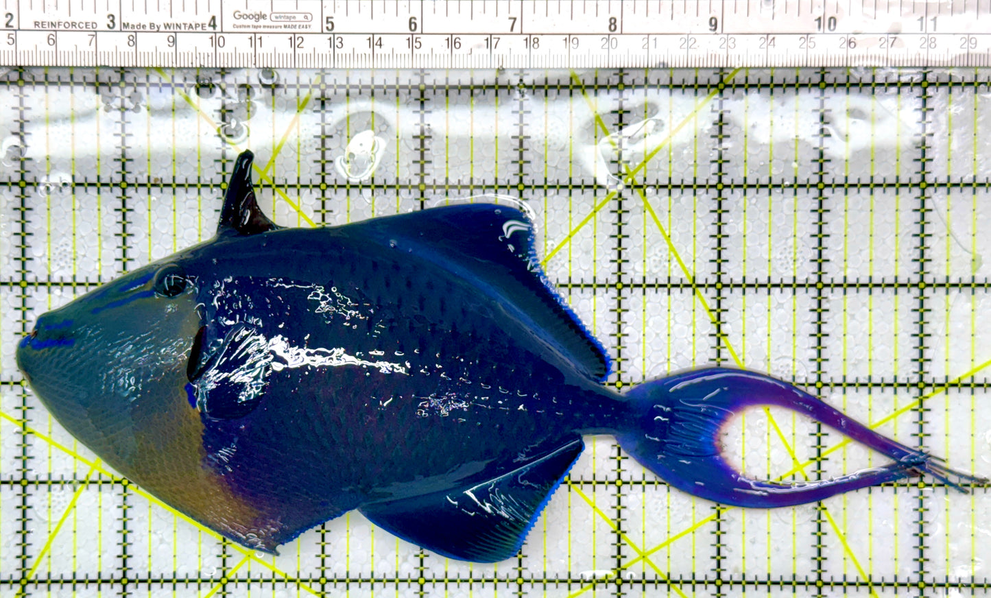 Niger Triggerfish NT111103 WYSIWYG Size: XXXL/SHOW 9.5"