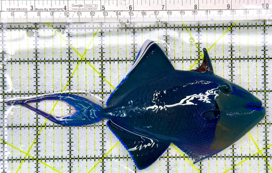 Niger Triggerfish NT111104 WYSIWYG Size: XXXL/SHOW 8"