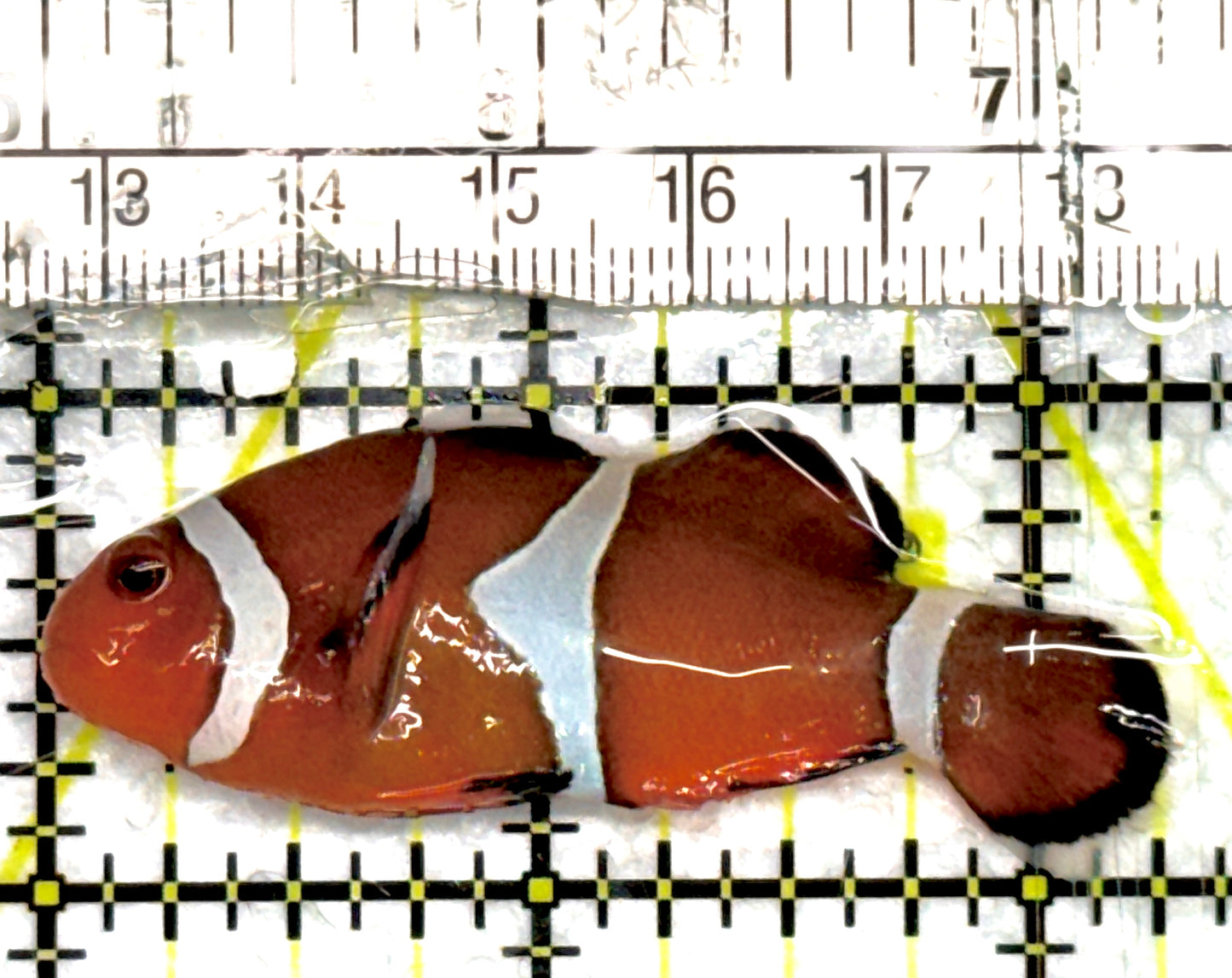 Ocellaris Clownfish OC100702 WYSIWYG Size: L 2.25" approx